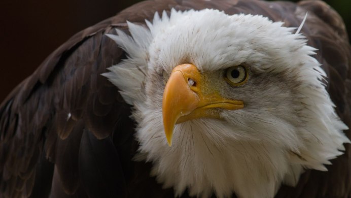 Лысый Орлан