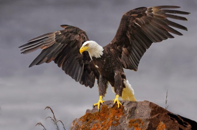 Белоголовый Орлан голова