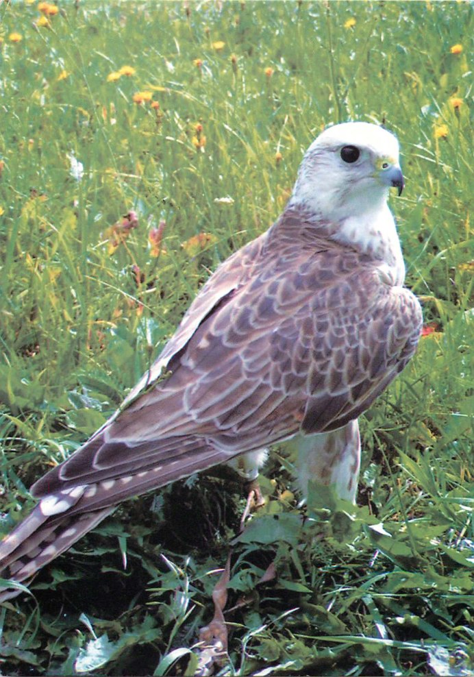 Белоголовый Орел Африкан