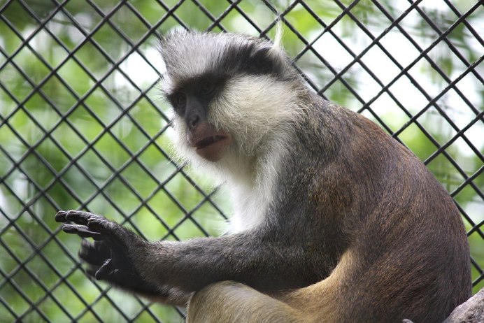 Colobus angolensis