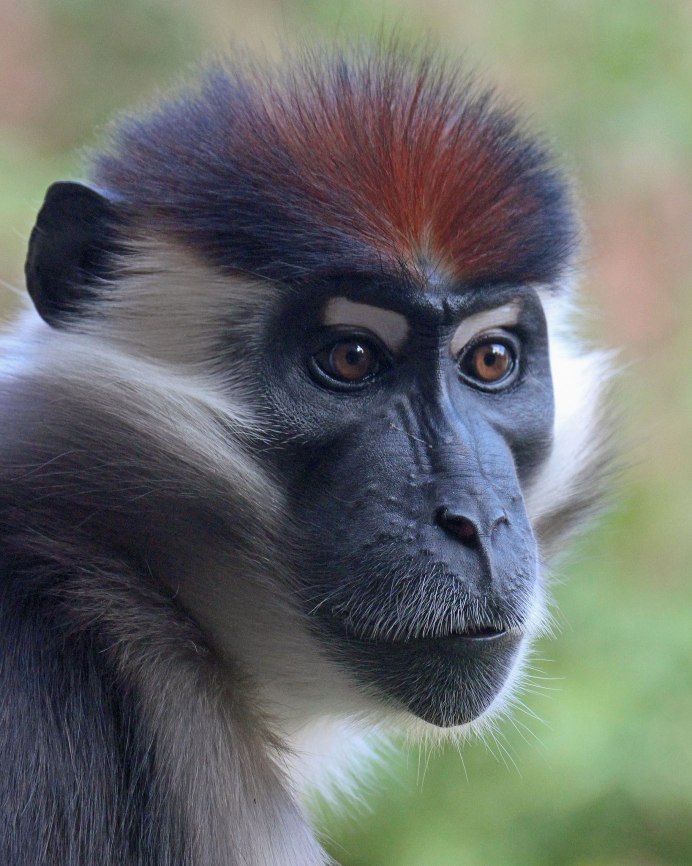 Lophocebus aterrimus