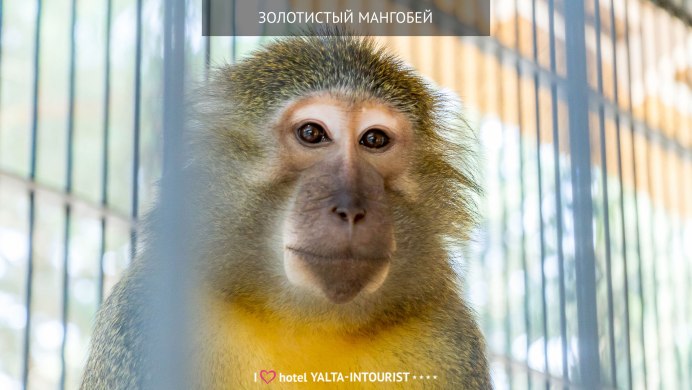 Красноголовый мангобей