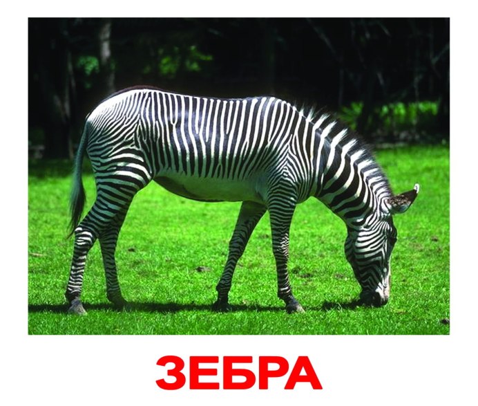 Зебра слон для детей