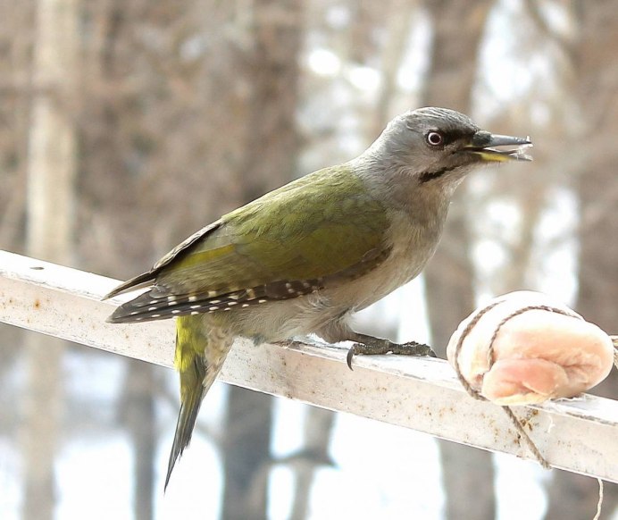 Дятел седой, или седоголовый – Picus canus