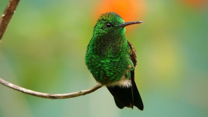 Aulacorhynchus haematopygus