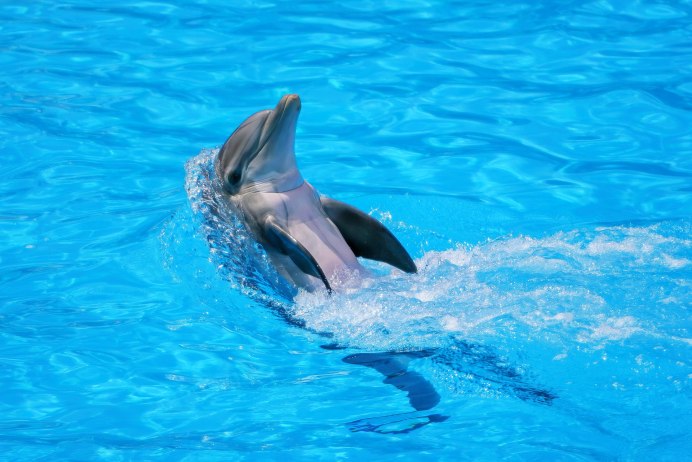Dreaming of Dolphins