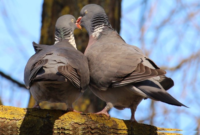 Вяхирь витютень сизарь