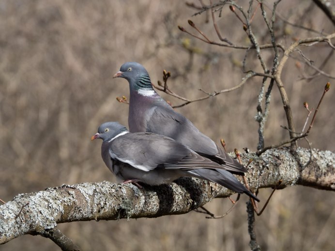 Вяхирь, Бекас, перепел,