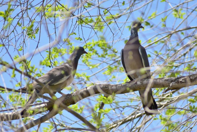 Вяхирь самец фото