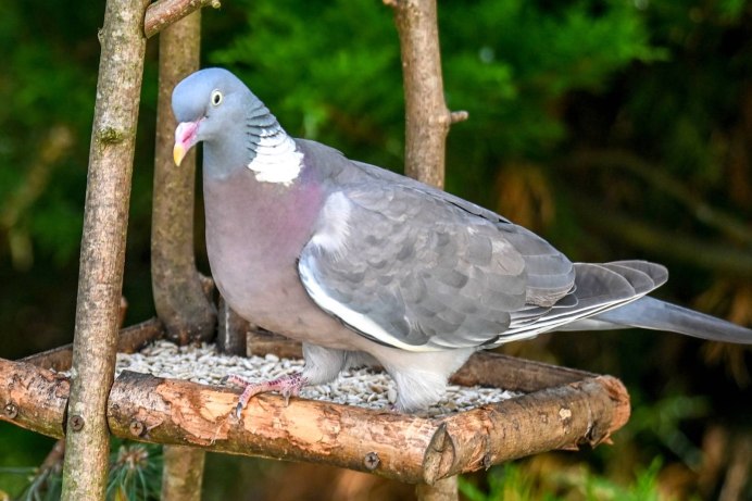 Гнезда вяхиря, найденные в районе г. Элиста