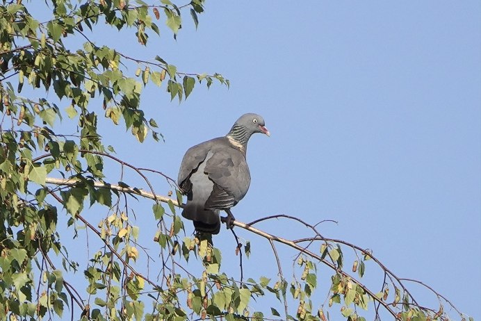 Вяхирь – Columba palumbus полевые признаки