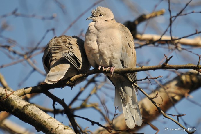 Кольчатая Горлица с дикими голубями