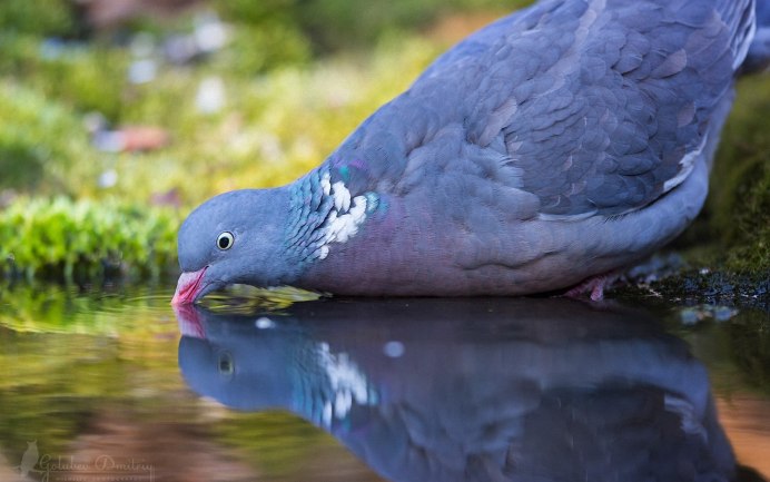 Клинтух вяхирь Горлица