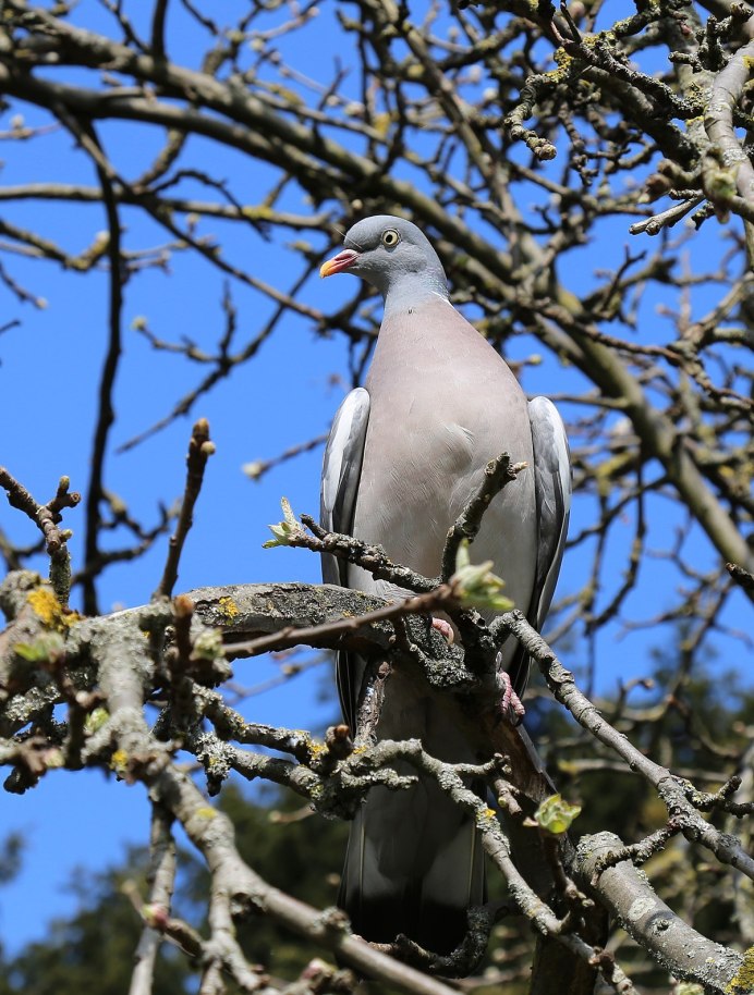 Вяхирь птица