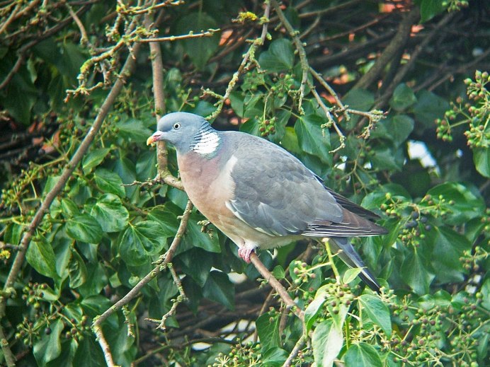 Дикий голубь вяхирь