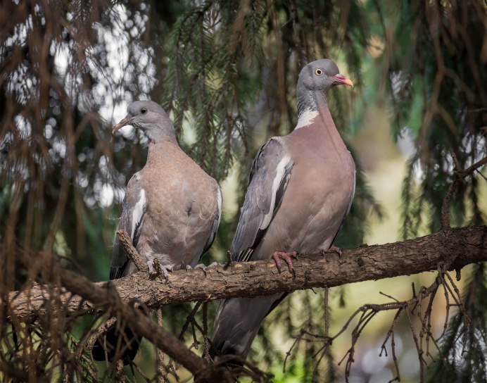 Птицы Башкирии вяхирь