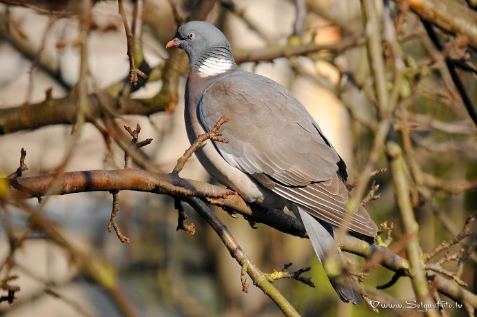 Вяхирь самка