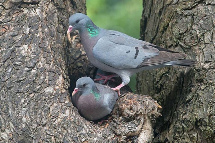 Гнездо голубя горлицы
