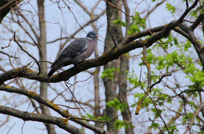 Columba palumbus azorica