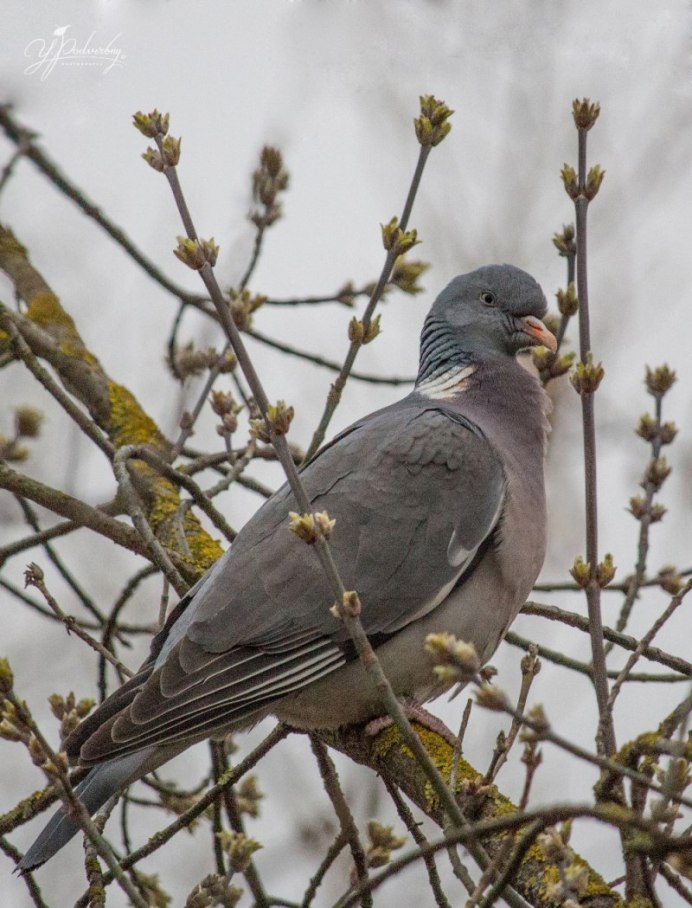 Вяхирь (Columba palumbus)