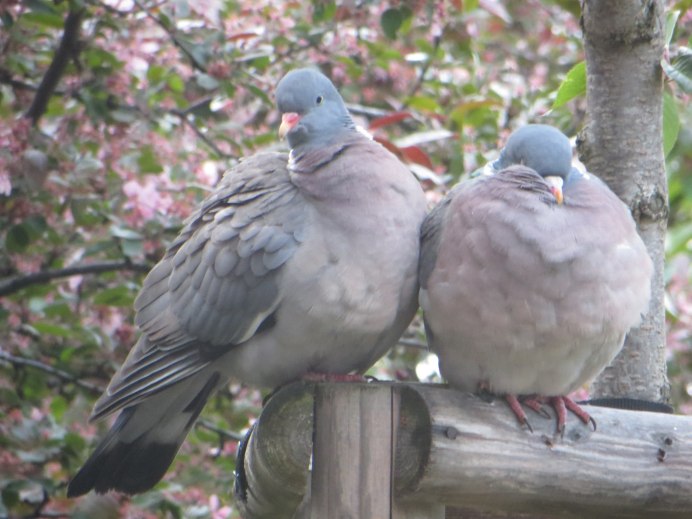 Вяхирь самец и самка