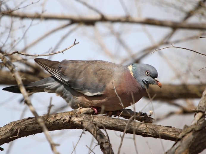 Вяхирь Горлица