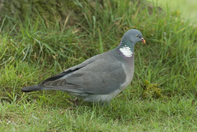 Слеток вяхиря