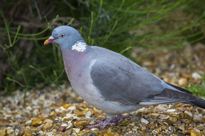 Лес и голубь Эрнст