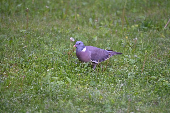 Вяхирь витютень