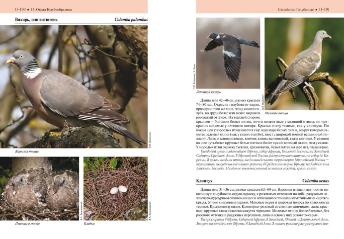 Слеток вяхиря