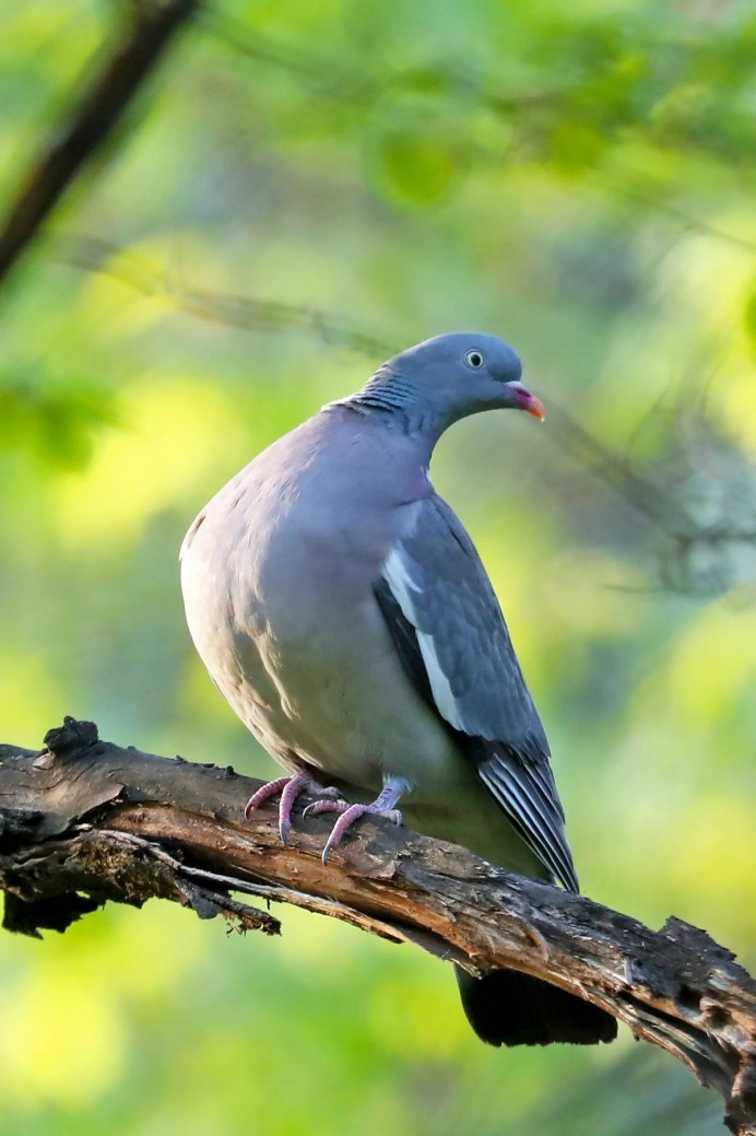 Горлица самец