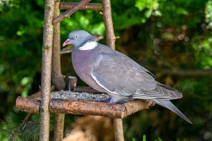 Клинтух вяхирь Горлица