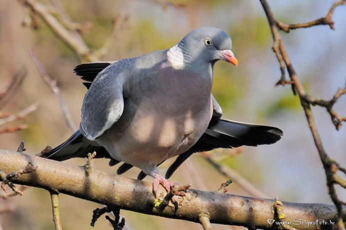 Вяхири субтропиков