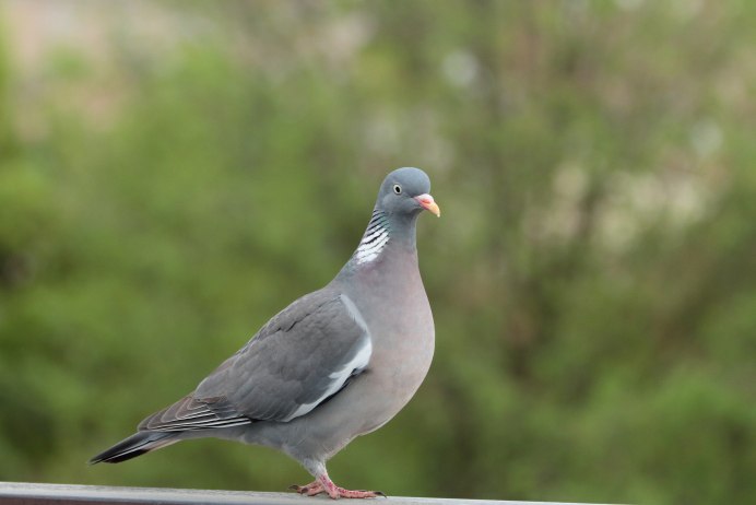 Лесной голубь вяхирь