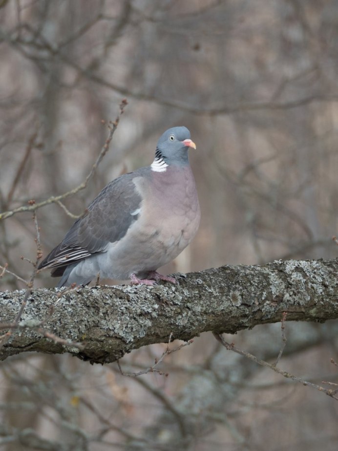 Вяхирь самка