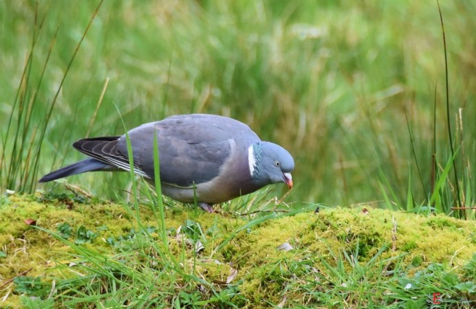 Вяхирь стреленый