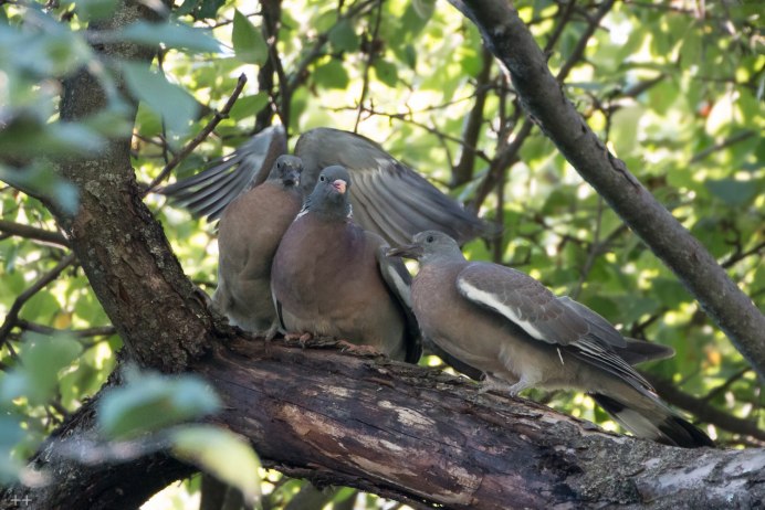 Вяхирь ест ягоды