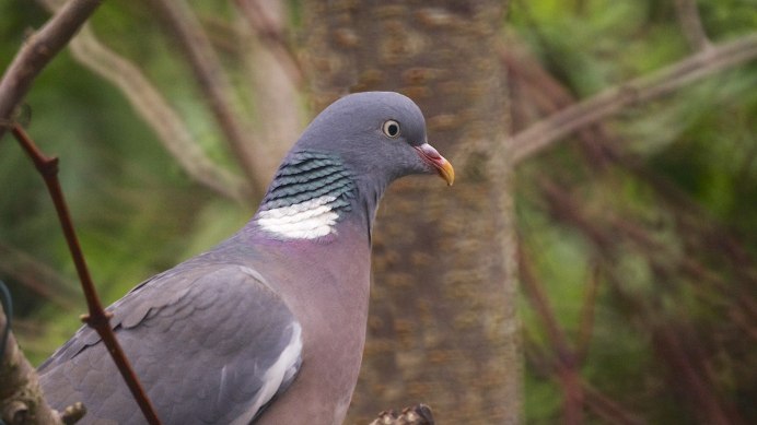 Вяхирь Горлица