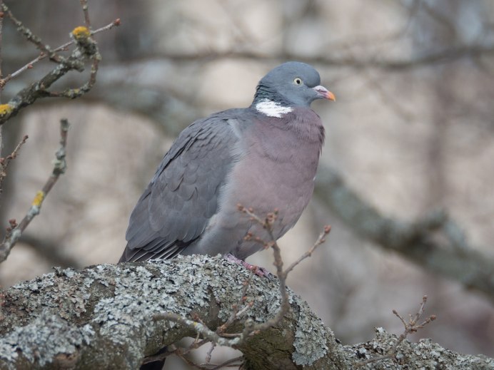 Горлица вяхирь и витютень