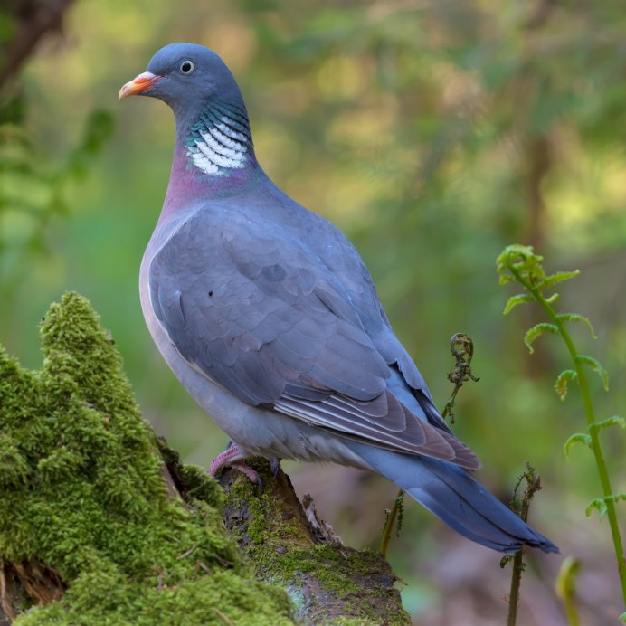 Дикий голубь вяхирь