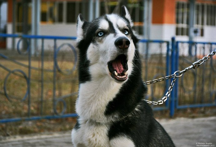 Alaskan Malamute