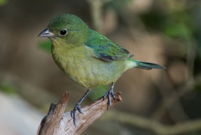 Chloropsis sonnerati
