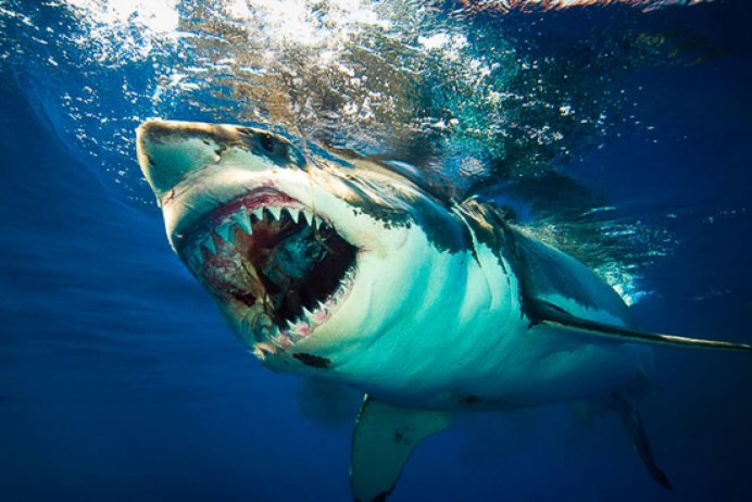 Carcharodon carcharias