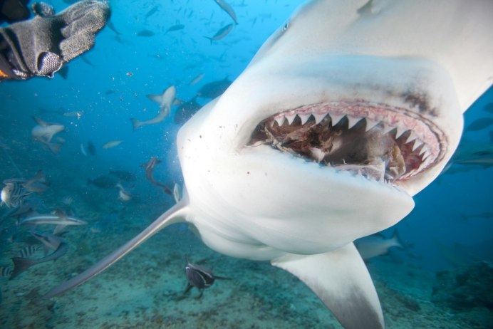 Большая белая акула (great White Shark)