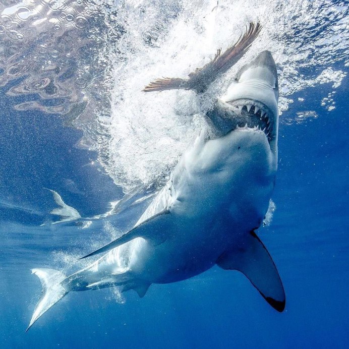 Кархародон (Carcharodon carcharias)