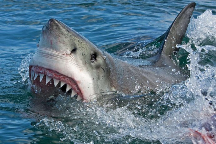 Большая белая акула (Carcharodon carcharias)