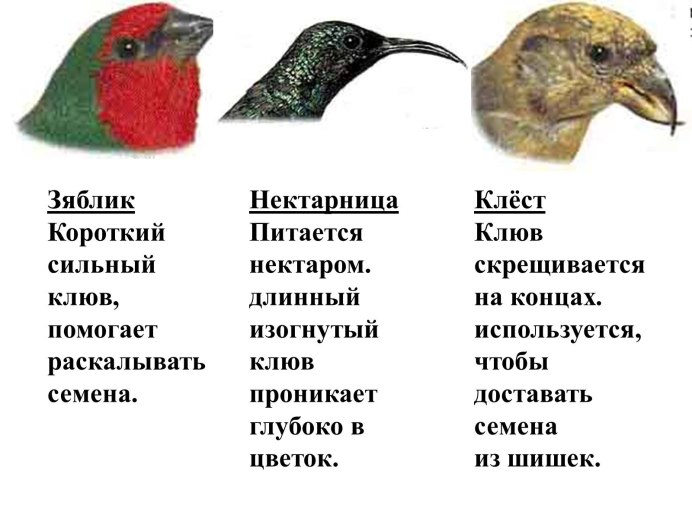 Клёст-еловик самка и самец