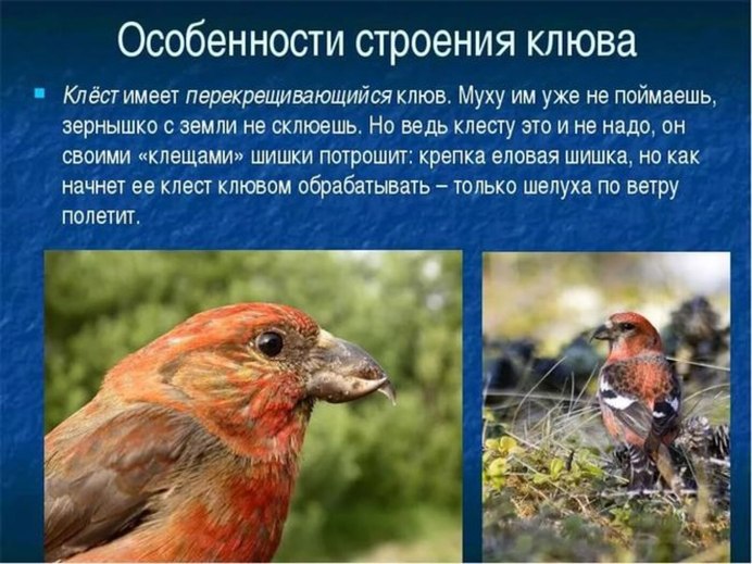 Клёст-Сосновик Loxia pytyopsittacus