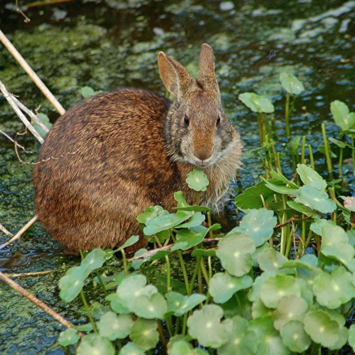 Sylvilagus Brasiliensis