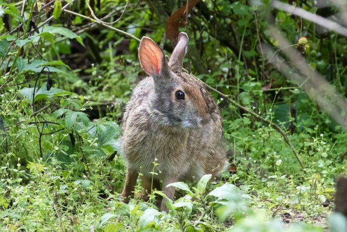 Sylvilagus aquaticus болотный кролик